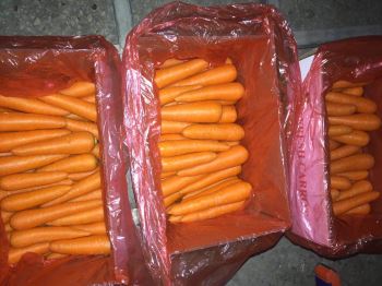Carrot